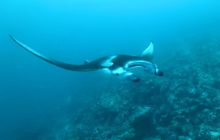 Zdjęcia z wyjazdu nurkowego na Malediwy