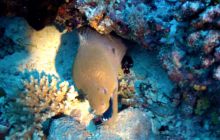 Zdjęcia z wyjazdu nurkowego na Malediwy