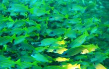 Zdjęcia z wyjazdu nurkowego na Malediwy