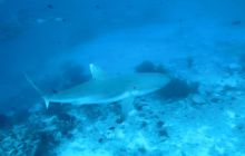 Zdjęcia z wyjazdu nurkowego na Malediwy