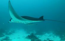 Zdjęcia z wyjazdu nurkowego na Malediwy