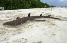 Zdjęcia z wyjazdu nurkowego na Malediwy