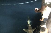 Zdjęcia z wyjazdu nurkowego na Malediwy