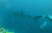 Zdjęcia z wyjazdu nurkowego na Malediwy