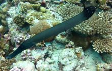 Zdjęcia z wyjazdu nurkowego na Malediwy