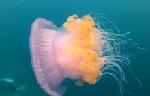 Zdjęcia z wyjazdu nurkowego na Malediwy