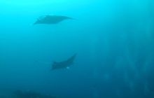 Zdjęcia z wyjazdu nurkowego na Malediwy