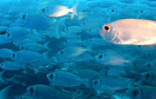 Zdjęcia z wyjazdu nurkowego na Malediwy