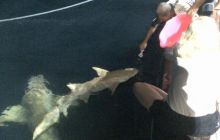 Zdjęcia z wyjazdu nurkowego na Malediwy