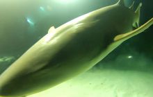 Zdjęcia z wyjazdu nurkowego na Malediwy