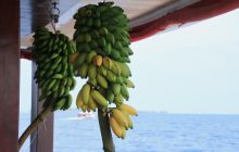 Zdjęcia z wyjazdu nurkowego na Malediwy