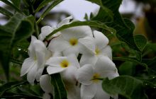 Zdjęcia z wyjazdu nurkowego na Malediwy