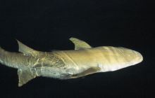 Zdjęcia z wyjazdu nurkowego na Malediwy