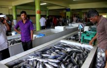 Zdjęcia z wyjazdu nurkowego na Malediwy