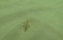 Nurkowanie na Wraku Bryza