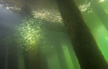 Nurkowanie pod Molem w Sopocie