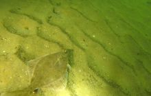 Nurkowanie pod Molem w Sopocie