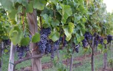 Zdjęcia z wyjazdu Pod Żaglami NEAPOL