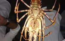 Zdjęcia z wyjazdu Pod Żaglami NEAPOL