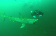 Zdjęcia z nurkowania w Kamieniołomach w Niemczech 