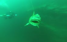 Zdjęcia z nurkowania w Kamieniołomach w Niemczech 