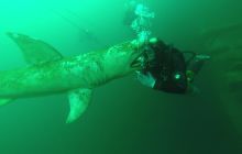 Zdjęcia z nurkowania w Kamieniołomach w Niemczech 