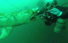 Zdjęcia z nurkowania w Kamieniołomach w Niemczech 