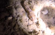 Gdynia Orłowo nocą