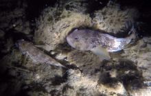 Gdynia Orłowo nocą