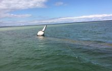 Wraki Kujawiak i Delfin 24 IV