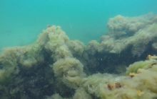 Wraki Kujawiak i Delfin 24 IV