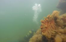 Wraki Kujawiak i Delfin 24 IV