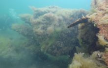 Wraki Kujawiak i Delfin 24 IV