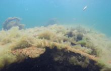 Wraki Kujawiak i Delfin 24 IV