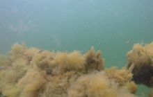 Wraki Kujawiak i Delfin 24 IV