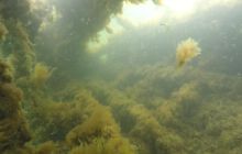 Wraki Kujawiak i Delfin 24 IV