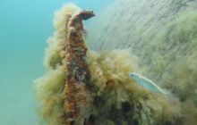 Wraki Kujawiak i Delfin 24 IV