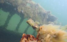 Wraki Kujawiak i Delfin 24 IV