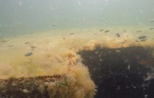 Wraki Kujawiak i Delfin 24 IV