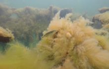 Wraki Kujawiak i Delfin 24 IV