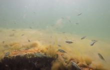 Wraki Kujawiak i Delfin 24 IV