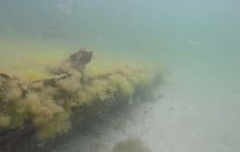 Wraki Kujawiak i Delfin 24 IV