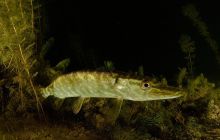 Szkolenia Nurkowanie Nocne i w Ograniczonej Widoczności