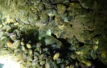 Nurkowanie wrakowe BN Kuter Jastarnia i Ślązak