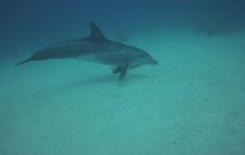 Zdjęcia z Safari Nurkowego w Egipcie