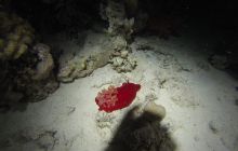 Zdjęcia z Safari Nurkowego w Egipcie