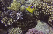 Zdjęcia z Safari Nurkowego w Egipcie