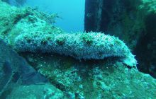 Zdjęcia z Safari Nurkowego w Egipcie