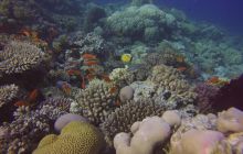 Zdjęcia z Safari Nurkowego w Egipcie