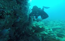 Zdjęcia z Safari Nurkowego w Egipcie